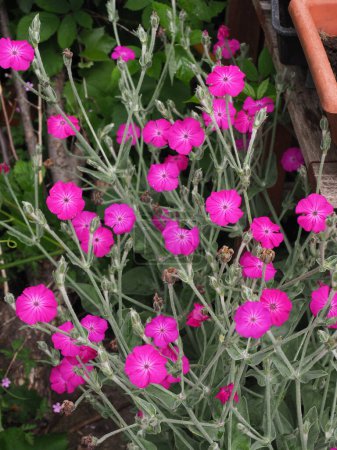 Rose Campion vivid pink flowers seen in close-up