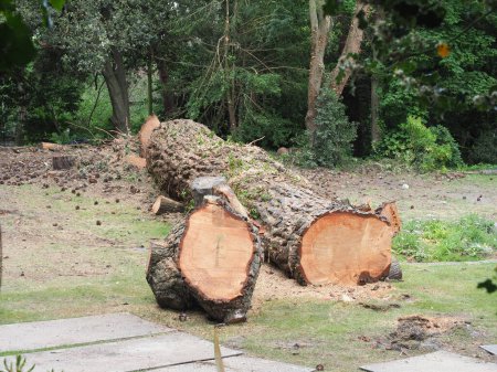 Photo for Remains of a very large mature pine tree that has been felled showing the trunk cut into pieces - Royalty Free Image