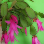 A beautiful colourful Christmas cactus in flower with a bright sparkly green background