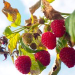 healthy fresh raspberry fruit growing looking up against a sunny summer sky