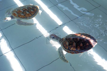 tortue marine verte (chelonia mydas) en aquarium