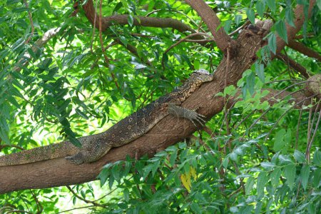 Foto de Vigilar lagarto o varano salvador en la naturaleza - Imagen libre de derechos