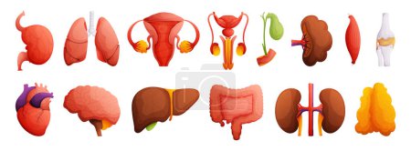 Ilustraciones completas de anatomía humana. Corazón, hígado, riñones, bazo, hueso, cerebro, intestinos, músculo, vesícula biliar, sistema reproductor femenino y masculino. Alto detalle estilo de dibujos animados.