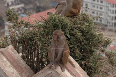 Photo for Monkey seen at Swayambhunath, the World Heritage Site declared by UNESCO - Royalty Free Image