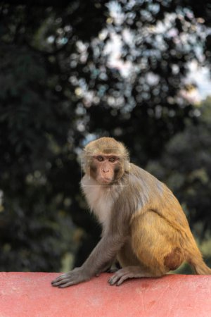 Foto de Mono visto en Swayambhunath, el Patrimonio de la Humanidad declarado por la UNESCO - Imagen libre de derechos