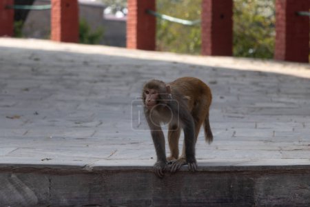 Photo for Monkey winking it's one eye while climbing down the stairs at Swayambhunath, Kathmandu, Nepal - Royalty Free Image