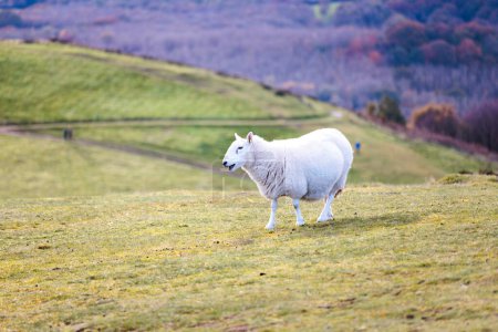 Wilde Schafe in der Malvern Hills National Landscape, Großbritannien, Winter