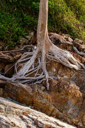 Photo for Tree roots on the beach abstract photo. - Royalty Free Image