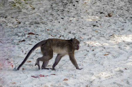 Wild white macaque monkey waiting on rocks at tropical island. High quality photo