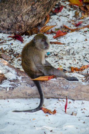 Wild white macaque monkey waiting on rocks at tropical island. High quality photo