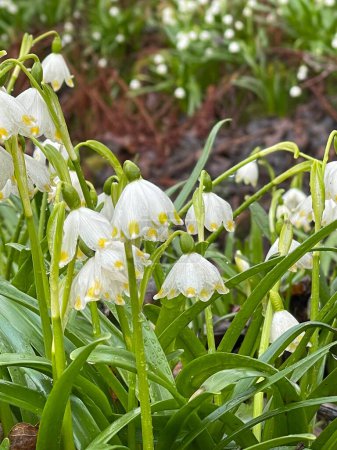 Photo for White Summer Snowflake flowers with green spots on the petals, bell-shaped flowers with fresh spring green leaves. Spring blooming time in the botanical garden. Gothenburg, Sweden. - Royalty Free Image