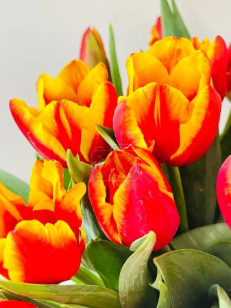Photo for Tulips isolated on white background. Copy space ,close up - Royalty Free Image