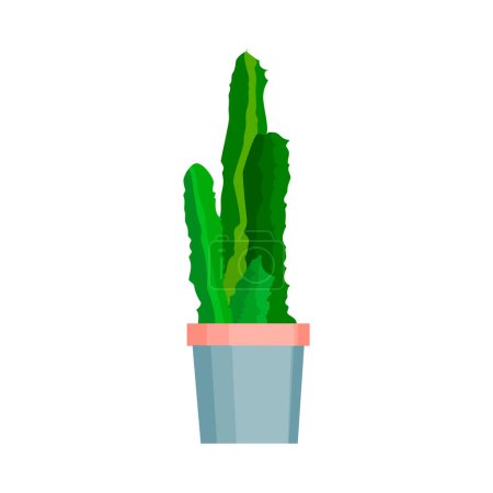 A cactus plant with lush green leaves, potted against a clean white backdrop.