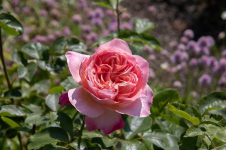 Téléchargez les photos : Roses colorées buissons avec beaucoup de fleurs - en image libre de droit