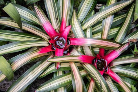 Téléchargez les photos : Broméliacées vertes dans la forêt tropicale à fleurs rouges - en image libre de droit