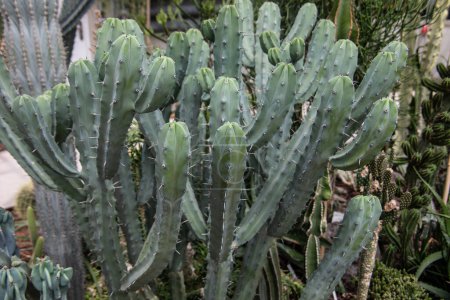 Téléchargez les photos : Dessert aux cactus verts et pointes - en image libre de droit