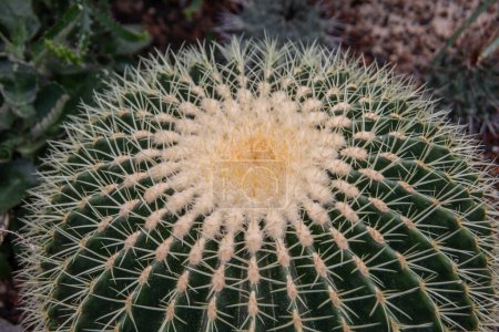 Téléchargez les photos : Cactus globulaire echino grusoni dans le désert - en image libre de droit