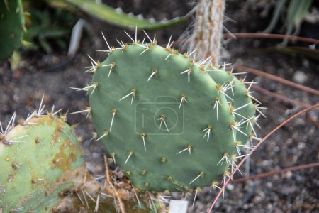 Téléchargez les photos : Phyllocactus vert avec des pointes dans le désert - en image libre de droit