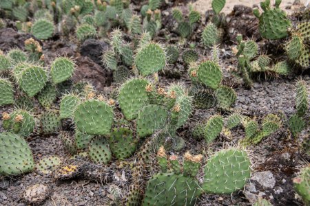 Téléchargez les photos : Phyllocactus vert avec des pointes dans le désert - en image libre de droit