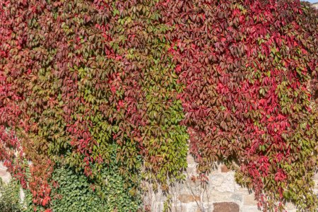 Téléchargez les photos : Rouge brun jaune feuilles de vigne densément cultivées - en image libre de droit