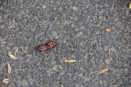Mating fire bugs crawl across the ground