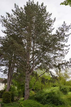 big sprawling pine tree in city park