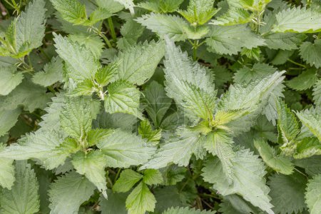 Green nettle herbs with stinging hairs grow as weeds along the side of the road