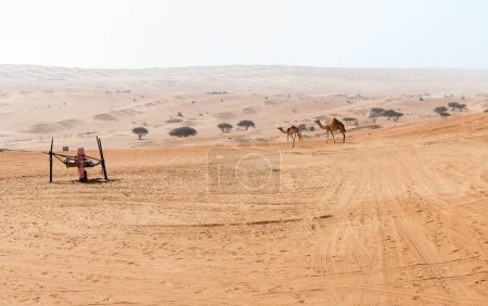 Téléchargez les photos : Desert landscape with Middle Eastern camels, Wahiba Sands of desert in Oman. - en image libre de droit