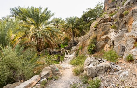 Photo for Mountain path with date palm trees oasis at Misfah al Abriyyin or Misfat Al Abriyeen village located in the north of the Sultanate of Oman. - Royalty Free Image