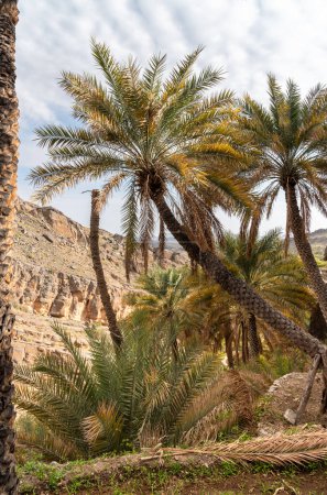 Photo for Palm trees oasis at Misfah al Abriyyin or Misfat Al Abriyeen village located in the north of the Sultanate of Oman. - Royalty Free Image