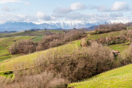 Landschaft der Weinberge von Gattinara mit schneebedeckter Monte-Rosa-Kette im Hintergrund, Provinz Vercelli, Piemont, Italien