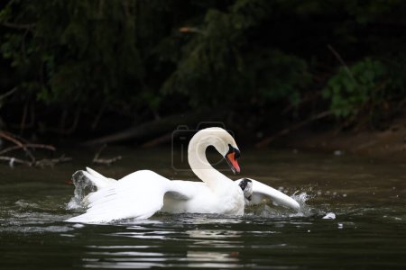 Photo for Mute swan in a park in Paris, Ile de France, France. - Royalty Free Image