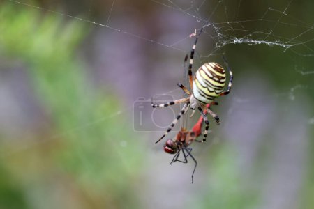 Téléchargez les photos : Sympetrum rouge sang (Sympetrum sanguineum) pris dans une toile d'araignée de jardin, argiope. - en image libre de droit