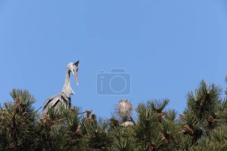 Photo for Gray heron in a park in Paris, Ile de France, France. - Royalty Free Image