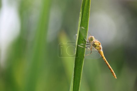 Photo for Dragonfly, golden yellow sympetrum or sympetrum flaveola, on a plant. - Royalty Free Image