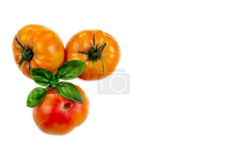 Photo for Tomato Pineapple - Large old tomato BIO. - Royalty Free Image