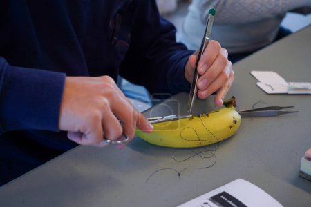 Foto de Estudiantes de quinto año durante un taller de costura. Los estudiantes aprenden los gestos de sutura en epidermis falsa o plátanos. - Imagen libre de derechos
