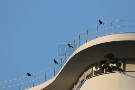 Photo for Black crows in Paris, Ile de France, France. - Royalty Free Image