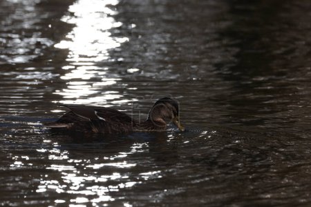 Photo for Female mallard duck in a park in Paris, Ile de France, France. - Royalty Free Image