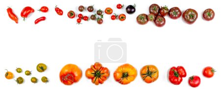 Téléchargez les photos : Vieilles tomates alignées sur un fond blanc recadré laissant un espace de texte au milieu. - en image libre de droit