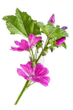 Photo for The Great Mallow, Malva sylvestris, is a medicinal biennial herbaceous plant isolated on white - Royalty Free Image