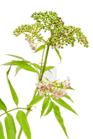 Sambucus ebulus, elderberry with erect and toxic fruits, the rest of the plant contains medicinal uses.
