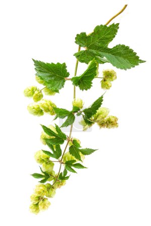 Hop cones with leaves and flowers isolated on white