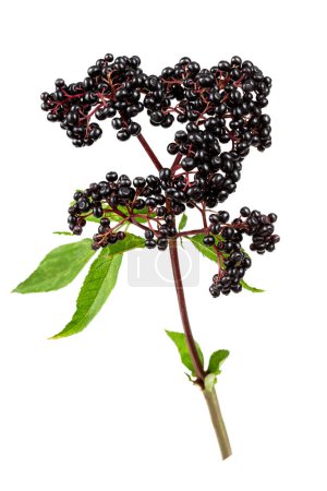 Photo for Sambucus ebulus, elderberry with erect and toxic fruits, the rest of the plant contains medicinal uses. - Royalty Free Image