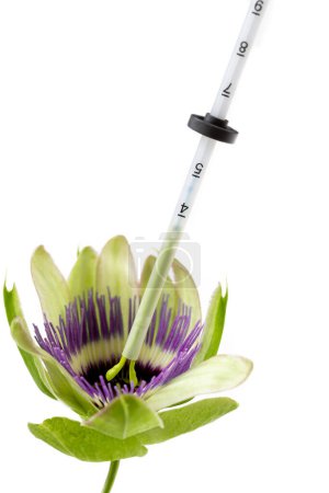 IUD penetrating a Passionflower flower symbolizing the uterus.