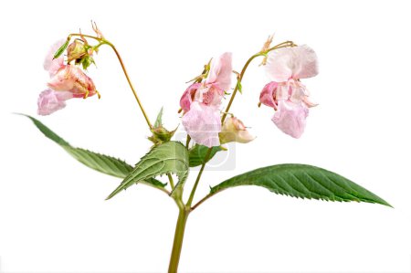 Impatiens glandulifera es una especie de planta fanerógama perteneciente a la familia Balsaminaceae..