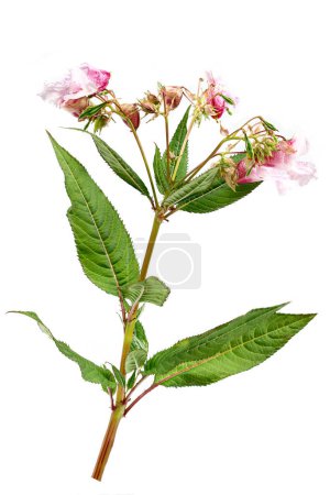 Himalayan balsam, impatiens glandulifera, is a species of flowering plant in the Balsaminaceae family isolated on white