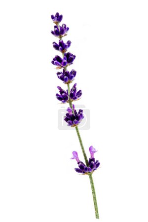Isolated lavender flower for medicine, cooking and perfumes.