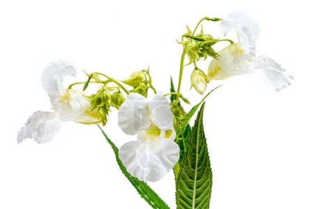 Photo for Himalayan balsam, impatiens glandulifera, is a species of flowering plant in the Balsaminaceae family isolated on white - Royalty Free Image