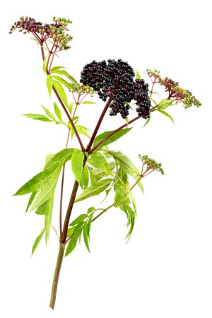 Sambucus ebulus, sureau aux fruits dressés et toxiques, le reste de la plante contient des usages médicinaux isolés sur du blanc